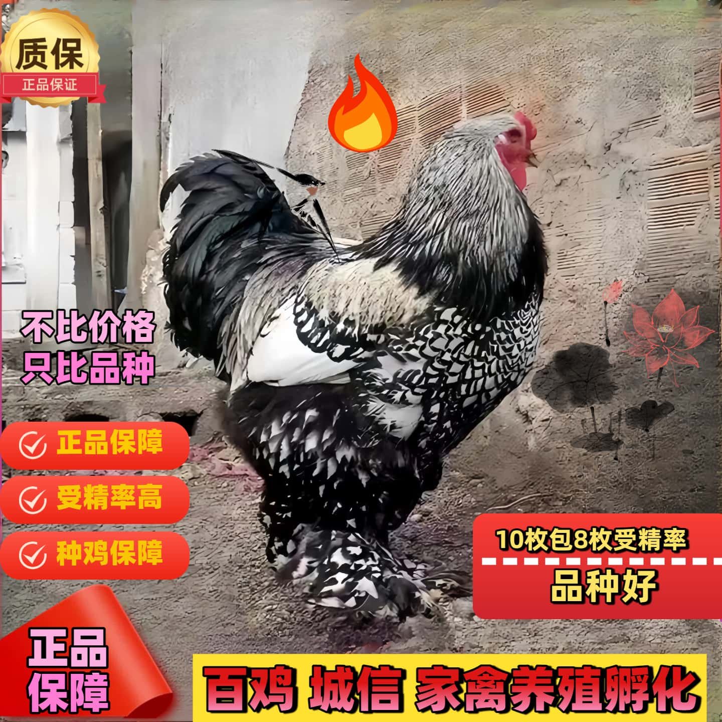 巨型婆罗门鸡活苗受精种蛋纯种梵天鸡种蛋大型观赏宠物鸡受精蛋纯,淘宝优惠券,粉丝福利购,淘宝优惠卷