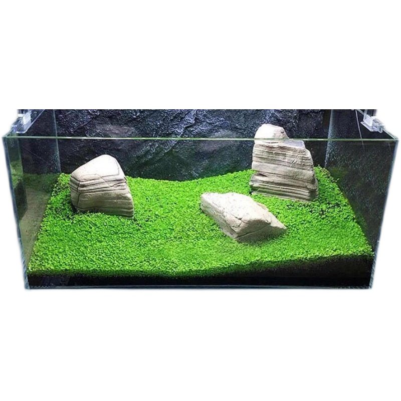 鱼缸水草种子牛毛草活体水族箱植物造景装饰懒人净化水质的种籽泥,淘宝优惠券,粉丝福利购,淘宝优惠卷