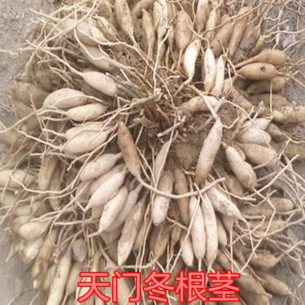 天门冬图片大全功效,泡水,作用(第13页)_大山谷图库