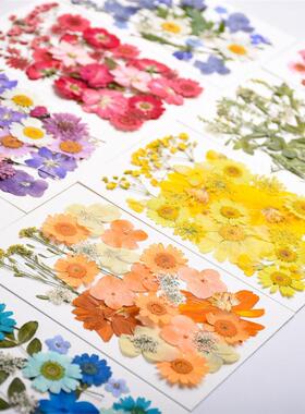 植物标本幼儿园手工材料贴画写真
