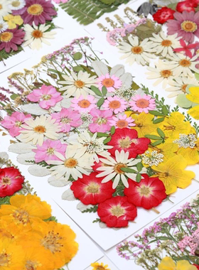 儿童材料标本绿叶包道具真花瓣