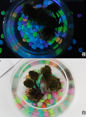 装饰海螺贝壳工艺品天然发光