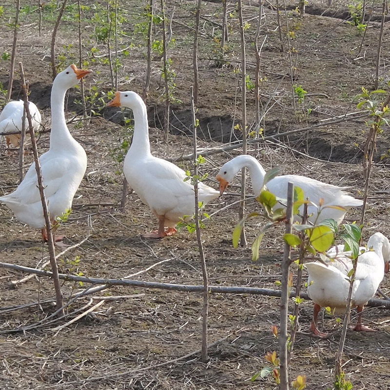 农家散养新鲜大白鹅放养大鹅土鹅现杀生鹅肉仔鹅冷冻白条鹅非老鹅,淘宝优惠券,粉丝福利购,淘宝优惠卷