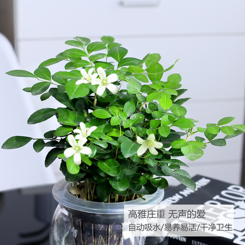 九里香水培植物绿植花卉盆栽鲜花花卉观花植物室内净化空气植物