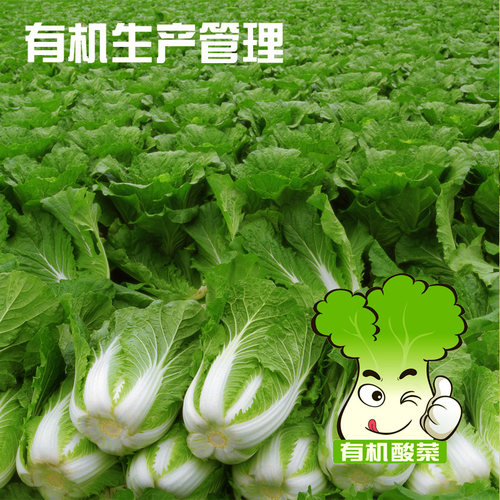 东北黑龙江北大荒亲民有机酸菜颗酸菜丝白菜芯心有机食品酸菜礼盒 - 图0