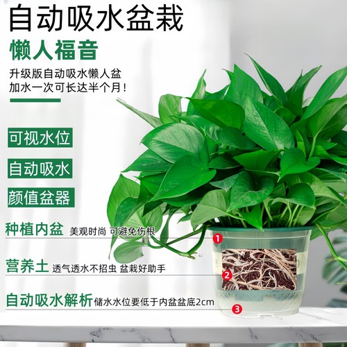 绿萝盆栽室内植物新房家用净化空气水培绿植花卉长藤垂吊大叶绿萝 - 图2