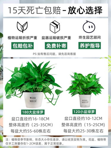 绿萝盆栽室内植物新房家用吸除甲醛净化空气水培绿植花卉长藤绿萝