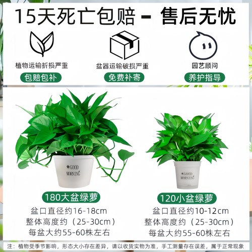 绿萝盆栽室内植物新房家用净化空气水培绿植花卉长藤垂吊大叶绿萝 - 图3