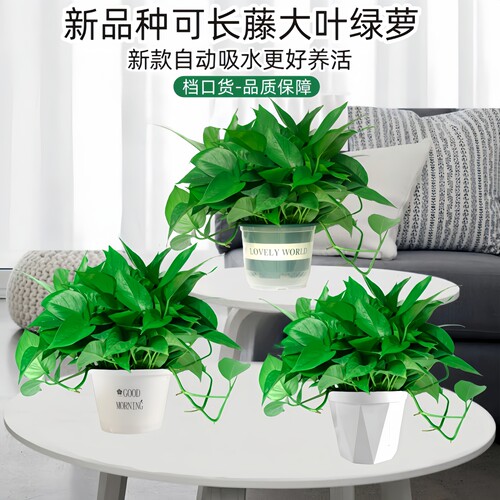 绿萝盆栽室内植物新房家用净化空气水培绿植花卉长藤垂吊大叶绿萝 - 图0