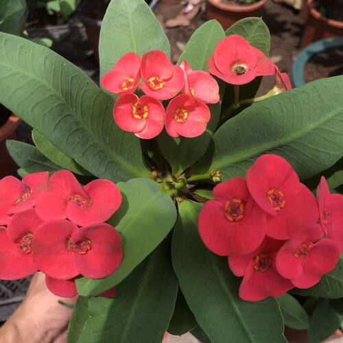 大花大叶虎刺梅盆栽老桩花苗阳台庭院绿植花卉四季铁海棠好养易活 - 图3
