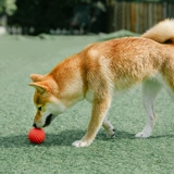 Игрушка, интерактивный прыгучий мяч, избавление от скуки