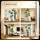 Simulated green plant Qin Ye Rong living room bionic green plant