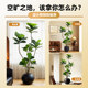 Qinyerong simulated green plant TV cabinet in antique style living room