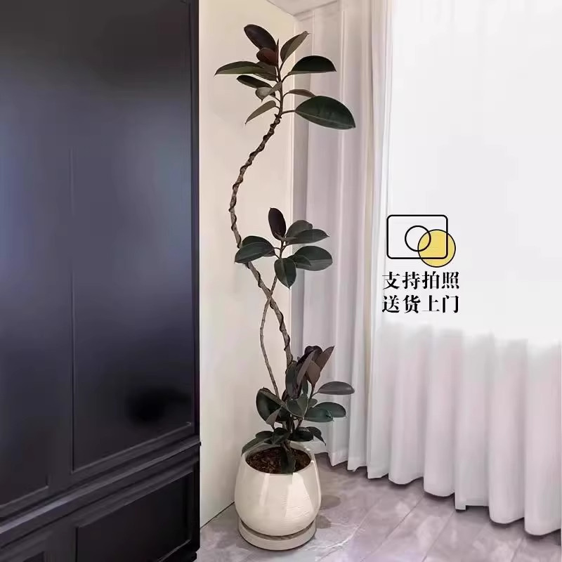 黑金刚橡皮树室内绿植高级感轻奢客厅大盆栽可造型黑美人大型好养,淘宝优惠券,粉丝福利购,淘宝优惠卷