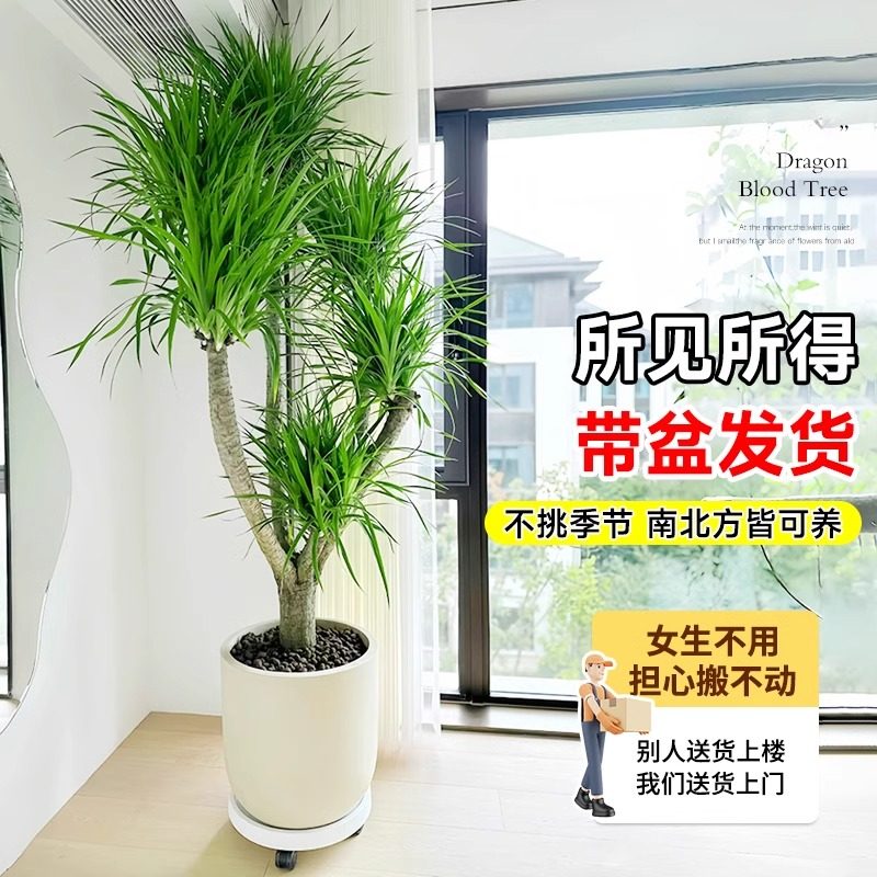 龙血树客厅绿植旺宅多头龙须树龙铁树落地室内大型龙血树植物盆栽,淘宝优惠券,粉丝福利购,淘宝优惠卷