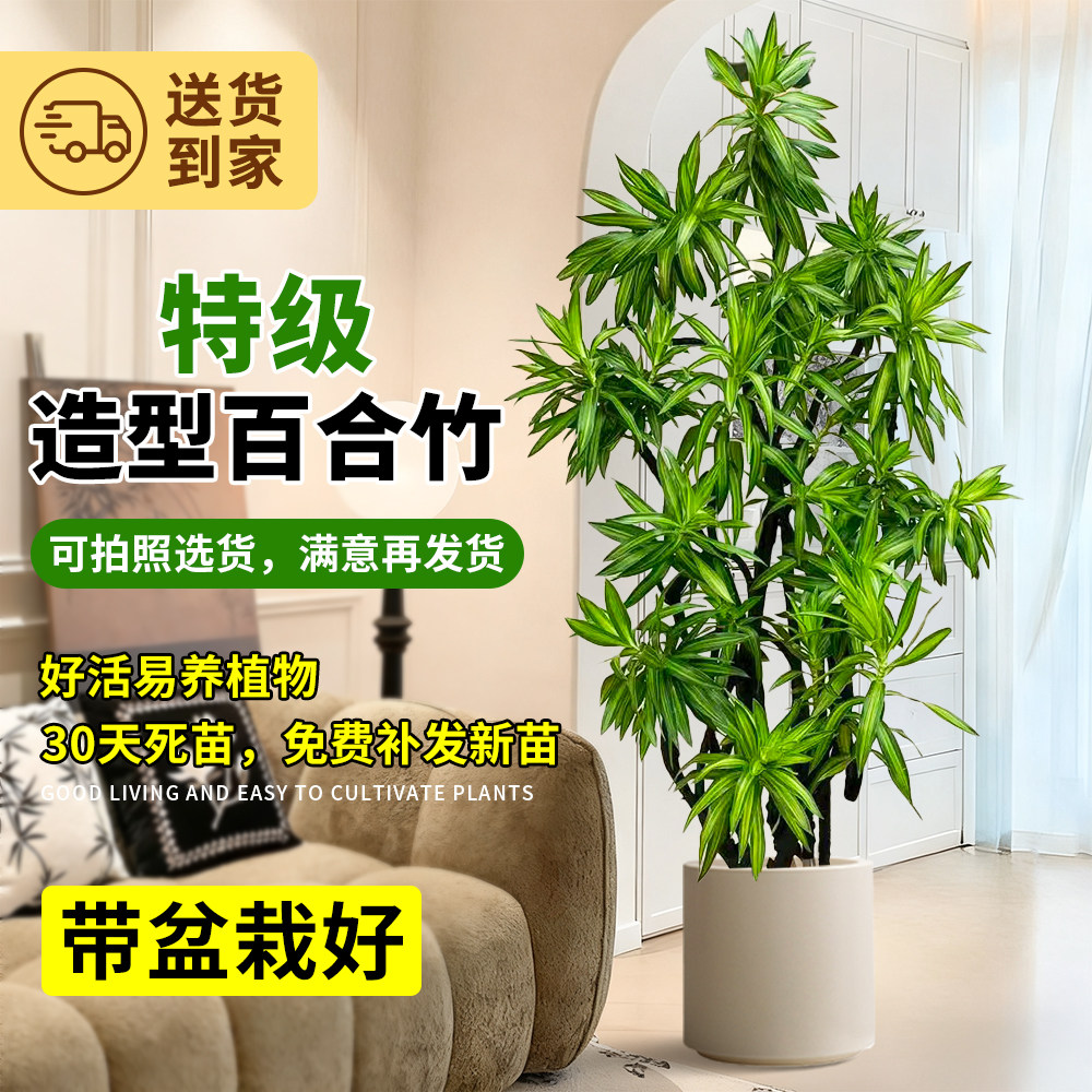 百合竹客厅绿植绿植高级感室内大型植物大盆栽老桩造型旺宅好养活,淘宝优惠券,粉丝福利购,淘宝优惠卷
