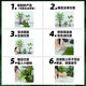 Simulated green plant landscaping combination nandina bamboo indoor porch under the stairs landscape decoration ornaments shopping mall window artificial tree