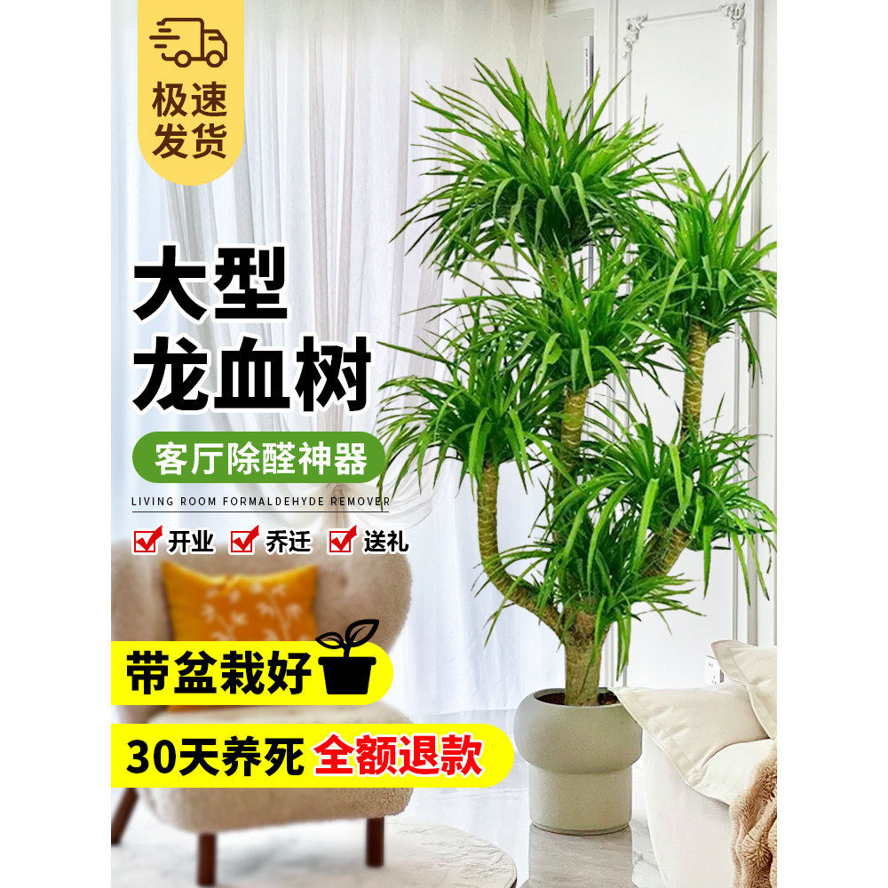 龙血树客厅高级感龙须树多头老桩大型室内绿植办公室植物盆栽盆景,淘宝优惠券,粉丝福利购,淘宝优惠卷