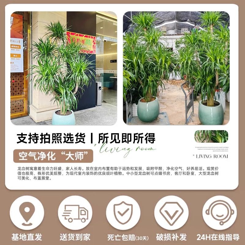 龙血树客厅绿植旺宅多头龙须树龙铁树落地室内大型龙血树植物盆栽,淘宝优惠券,粉丝福利购,淘宝优惠卷