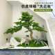 Simulated welcome pine tree fake podocarpus new Chinese style interior