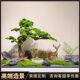 Welcome pine simulates new Chinese style large podocarpus landscaping