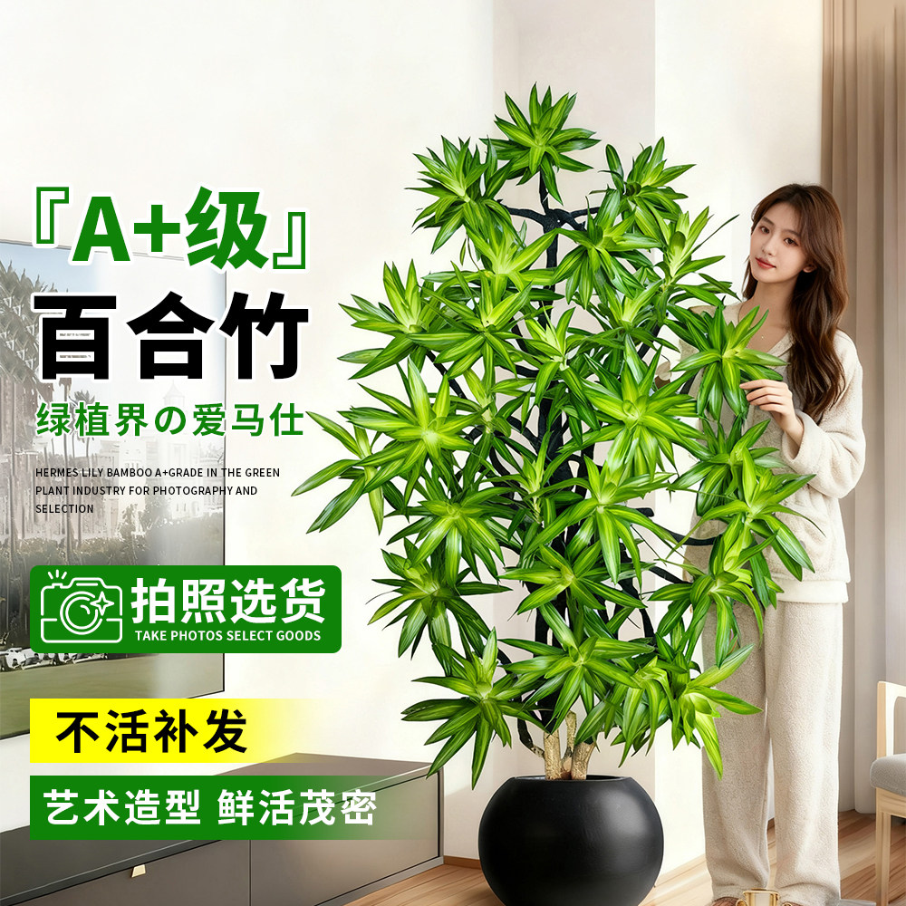 百合竹客厅绿植绿植高级感室内大型植物大盆栽老桩造型旺宅好养活,淘宝优惠券,粉丝福利购,淘宝优惠卷