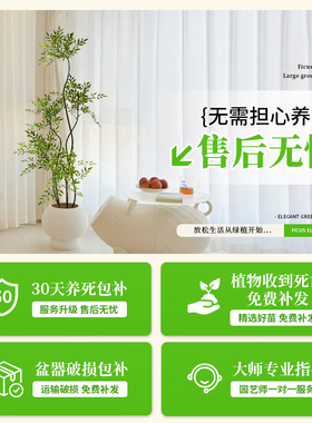 南天竹真树盆栽客厅大型绿