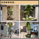 Simulated hanging pine tree welcoming pine podocarpus landscaping