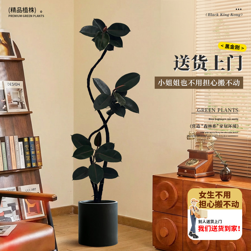 黑金刚橡皮树客厅绿植高级感大盆栽植物轻奢办公室内落地高端好养,淘宝优惠券,粉丝福利购,淘宝优惠卷
