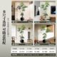 Peacock wood simulated green plants for high-end light luxury customers