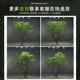 Simulated green plants, Mazui wood landscaping combination decoration