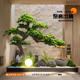 Simulated welcome pine tree fake podocarpus new Chinese style interior