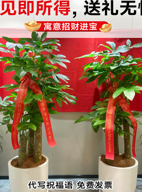 步步高发财树三杆客厅盆栽室内