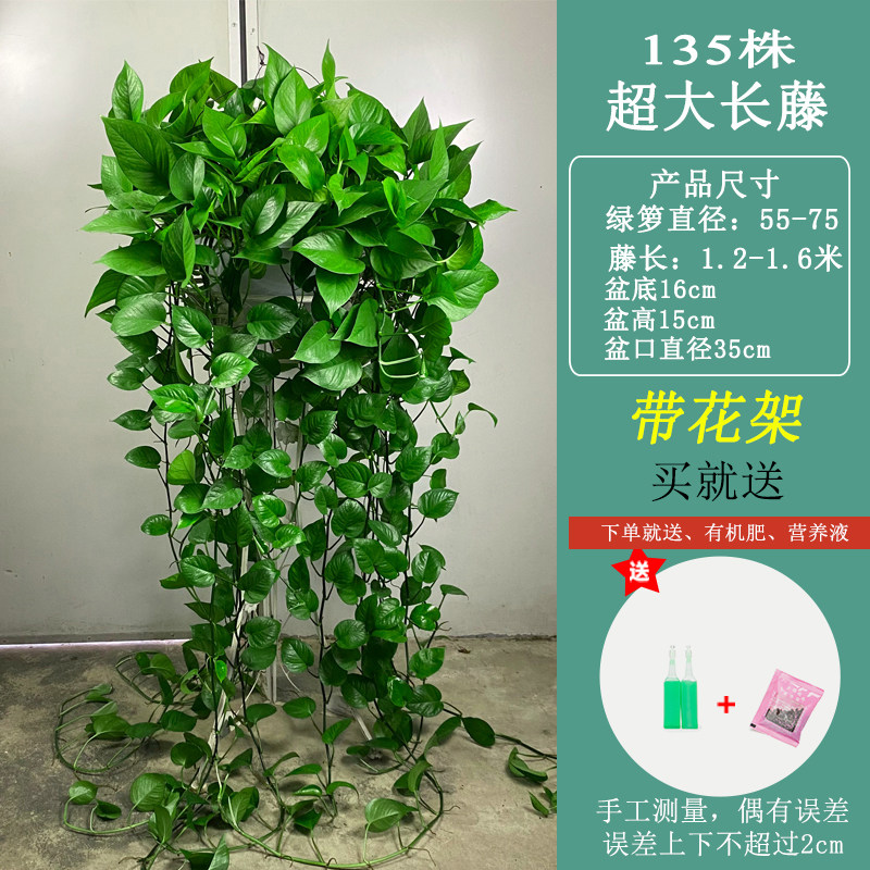 绿萝长藤款盆栽植物室内绿植办公室客厅长藤垂吊大叶绿箩新房家用,淘宝优惠券,粉丝福利购,淘宝优惠卷