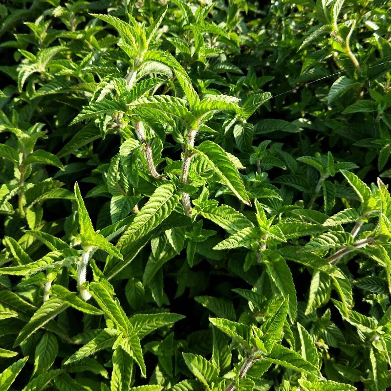 烧仙草农家种植新鲜草干冻黑凉粉草干草粉汁正宗仙人草中药材店铺-图3