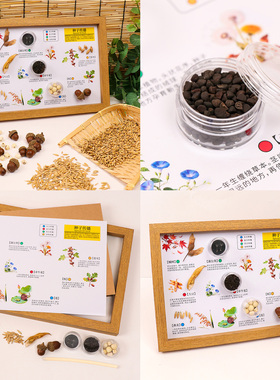 幼儿园环创材料春天的种子传播植物角种子标本科学自然区角豆子