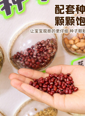 幼儿园区域主题墙面装饰材料春天环创种子植物布置教室美工区自然
