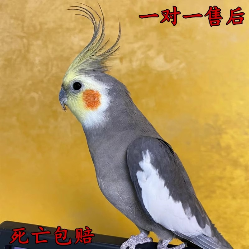 玄凤鹦鹉活体手养宠物黄化玄凤一对可繁殖鸟活物鹦鹉活鸟会学说话,淘宝优惠券,粉丝福利购,淘宝优惠卷