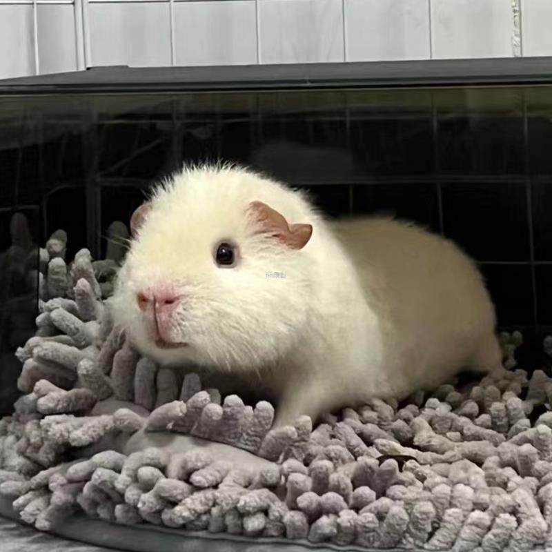 泰国小香猪宠物猪荷兰猪活体迷你宠物活物猪家养小型萌宠幼崽粉猪,淘宝优惠券,粉丝福利购,淘宝优惠卷