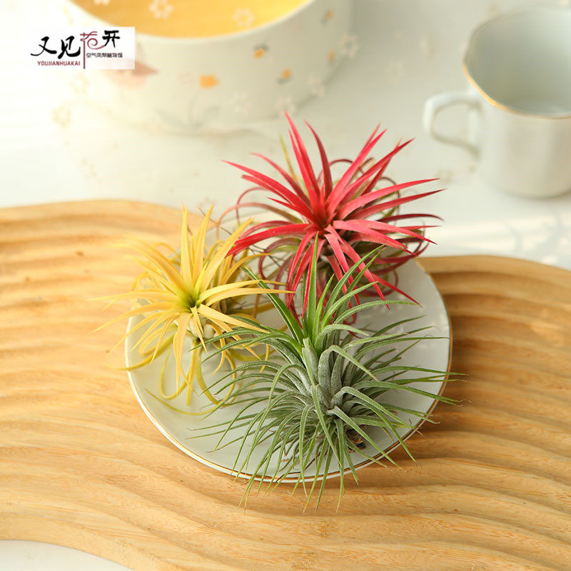空气凤梨红黄绿精灵室内懒人无土植物净化空气花卉盆栽绿植花草,淘宝优惠券,粉丝福利购,淘宝优惠卷