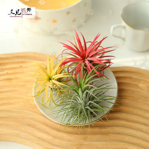 空气凤梨红黄绿精灵室内懒人无土植物净化空气花卉盆栽绿植花草 - 图2
