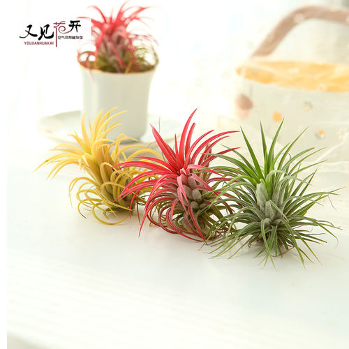 空气凤梨红黄绿精灵室内懒人无土植物净化空气花卉盆栽绿植花草 - 图0