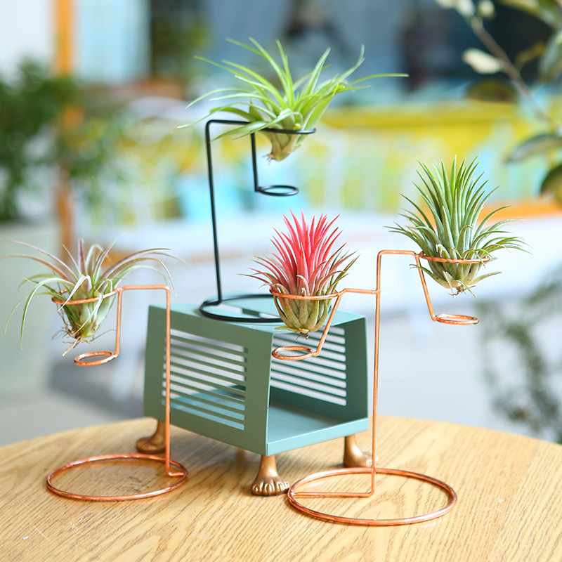 空气凤梨植物铁艺创意家居玫瑰金色花架支架 底座配饰多款可选,淘宝优惠券,粉丝福利购,淘宝优惠卷