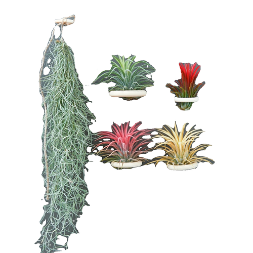 空气凤梨植物室内实木圈磁铁石吸铁套装含植物冰箱贴装饰绿植花草 - 图3