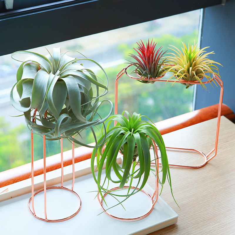 空气凤梨植物铁艺创意家居玫瑰金色花架支架 底座配饰多款可选,淘宝优惠券,粉丝福利购,淘宝优惠卷