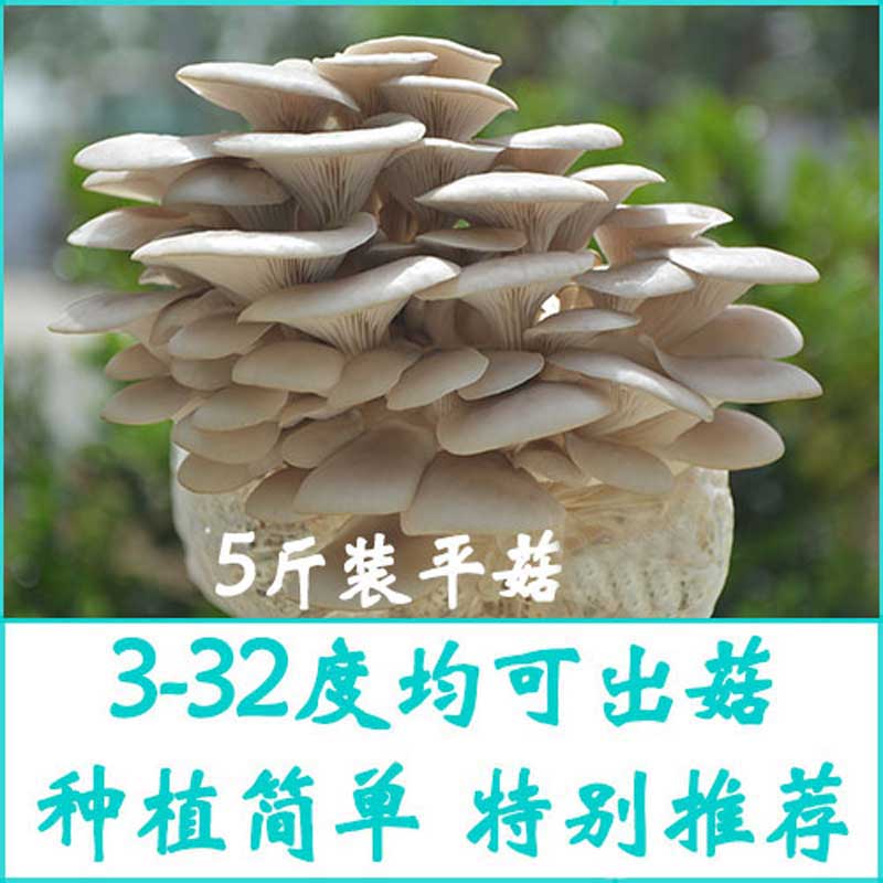 5斤装食用菌种菇种菌棒平菇菌包多肉绿植农产品家庭菜园种植蘑菇 - 图0