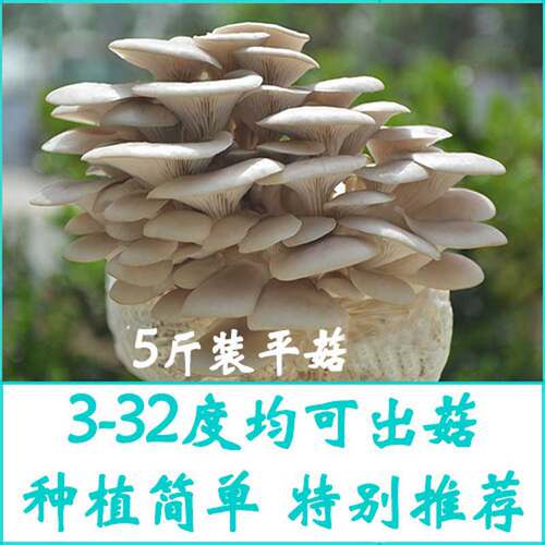 5斤装食用菌种菇种菌棒平菇菌包多肉绿植农产品家庭菜园种植蘑菇 - 图0