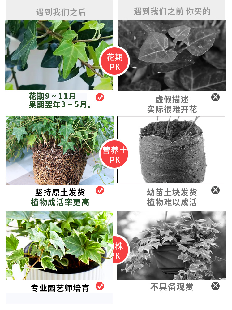 吊盆花卉长春藤植物悬挂式绿植四季青常青藤垂下来的绿植挂篮家养 - 图0