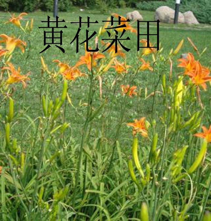 黄花菜 无硫金针菜干 忘忧草 黄花原菜干 南北干货 400克新品包邮