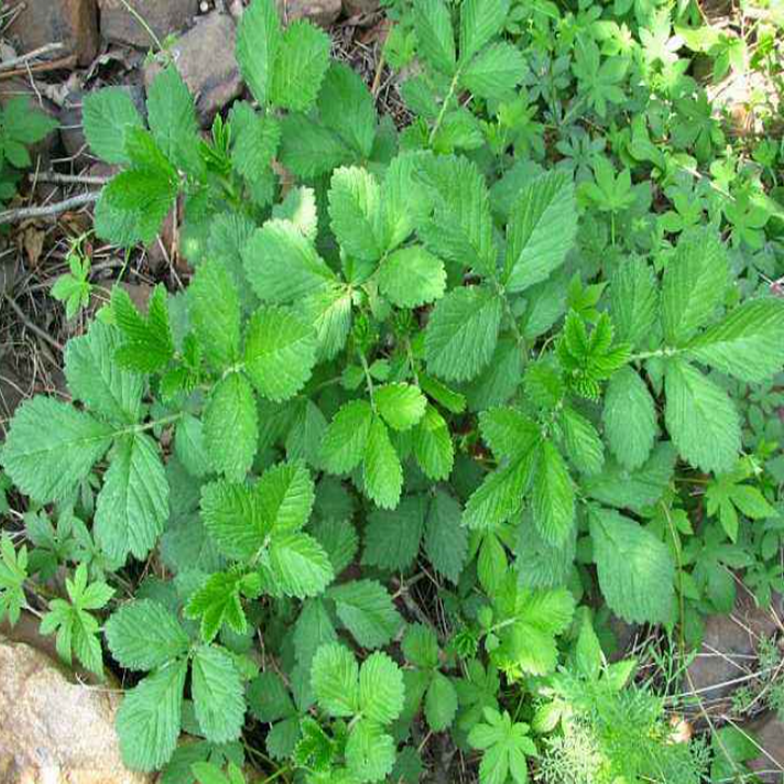 新鲜仙鹤草野生仙鹤草脱力草龙牙草子母草鲜货现采 500克包邮-图0